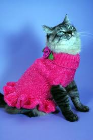 cat-sweater