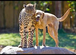 catandog