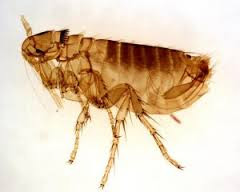 antiviral-bug