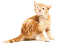 antiviral-cat