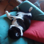 OLYMPUS DIGITAL CAMERA