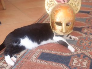 Who Was That Masked Kitty?