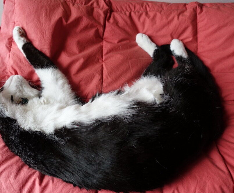 Snoozing Saturday