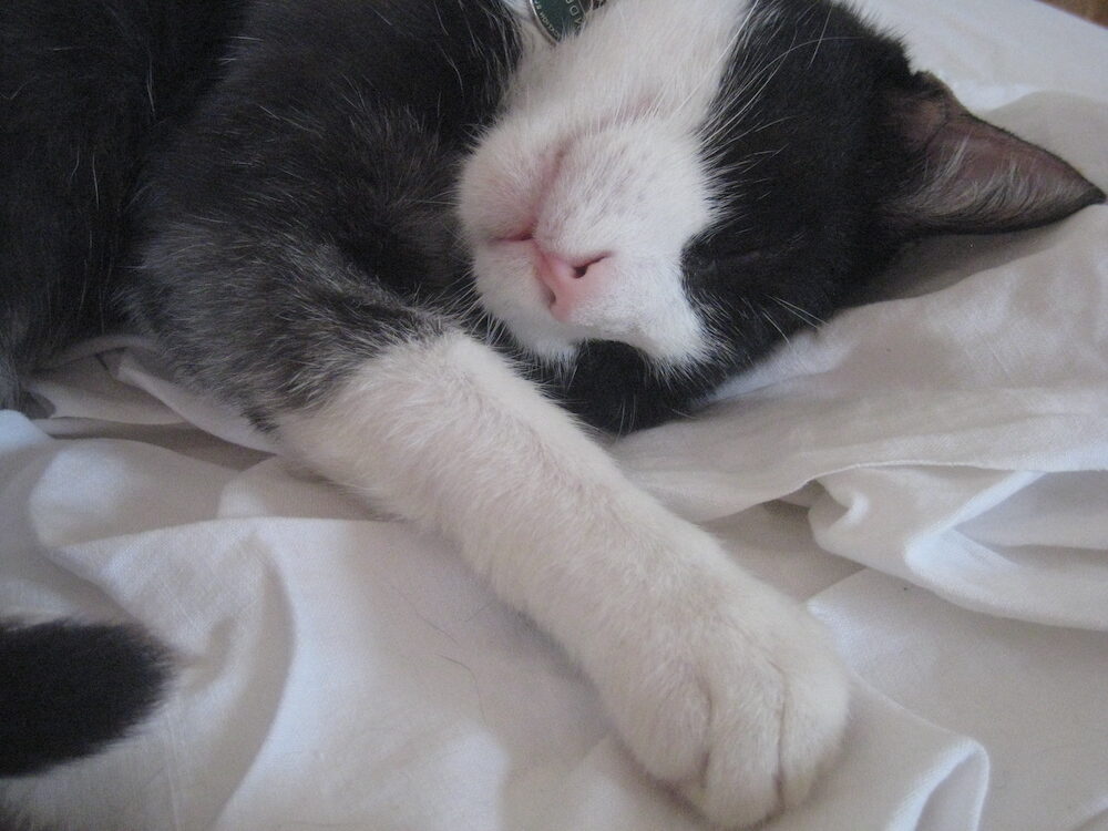 Sunday Snoozing Selfie