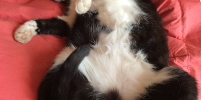 Belly UP